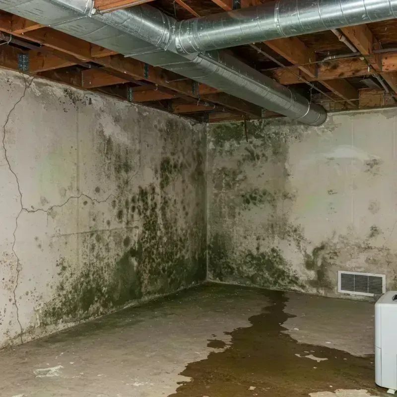 Professional Mold Removal in Grundy County, MO